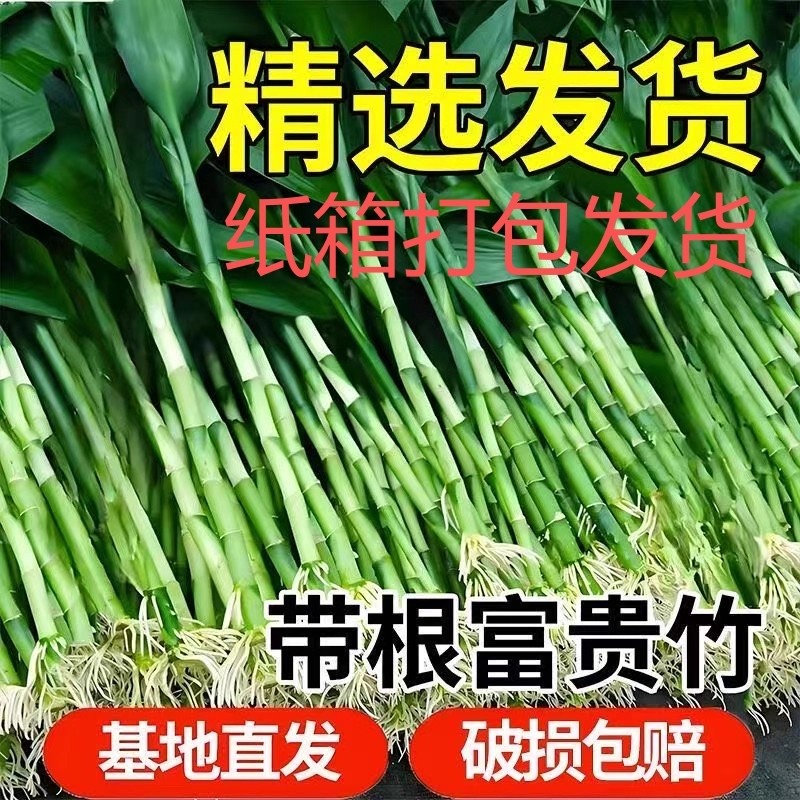 富贵竹水培植物客厅招发财竹子节节高绿萝绿植盆栽花卉植物室内花