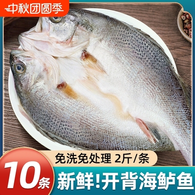 海鲈鱼开背新鲜冷冻深海七星鲈鱼鲜活海卢鱼水产烤鱼半成品商用