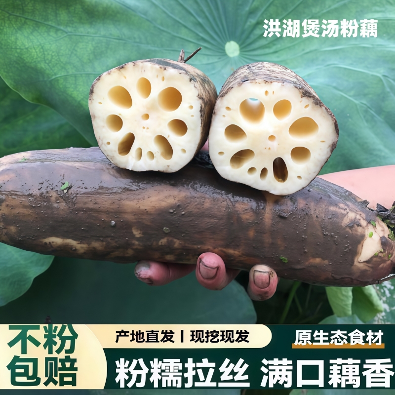 正宗洪湖粉藕湖北特产莲藕煲汤炖汤糖藕糯米藕九孔粉藕孕妇儿童