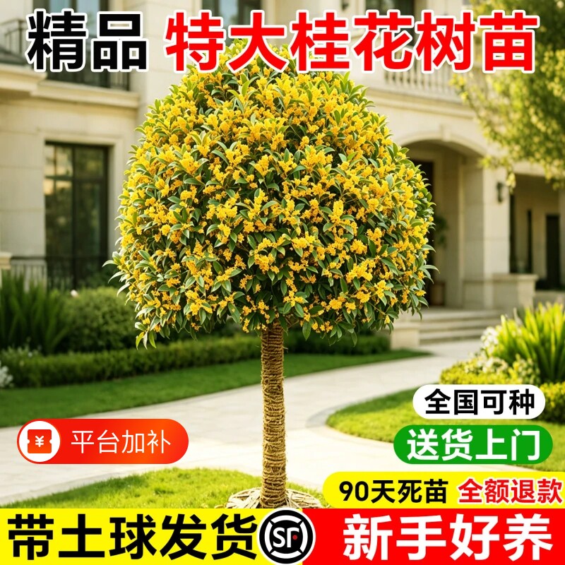 桂花树苗四季桂大型花卉八月庭院种风景高杆金丹地盆栽绿植四季开