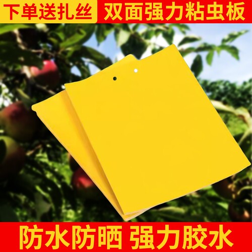 粘虫板黄板双面诱虫板贴纸灭小飞虫沾果蝇诱捕器果园蚊子苍蝇强力