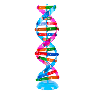 DNA双螺旋结构模型拼接小学科学生物教学仪器遗传和变异DIY碱基对脱氧核苷酸初高中实验器材CGAT