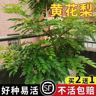 正宗海南黄花梨种子 印度小叶紫檀种子 金丝楠木树种子 菩提种子