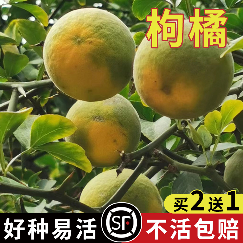 枸橘种子四川红桔柠檬小叶香橙嫁接柑桔沙糖桔沃柑脐橙积壳枳壳籽