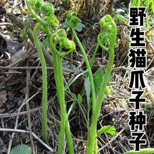 野生猫爪子种子东北山野菜唐松菜种籽刺嫩芽蕨菜猴腿蔬菜种子