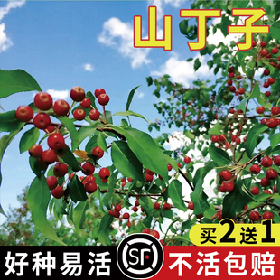 山丁子种子 甜茶种子 山荆子嫁接树种子砧木种子原生海棠种子