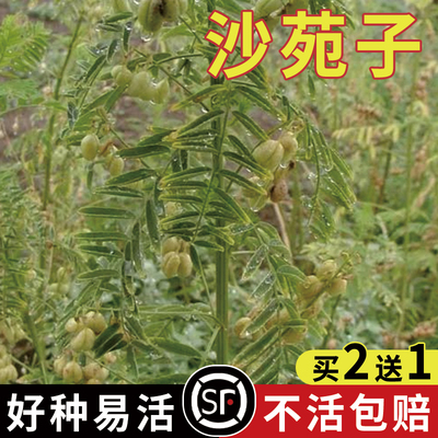 新货药材种子沙苑子材沙苑籽种子茶潼蒺藜夏黄草沙宛子