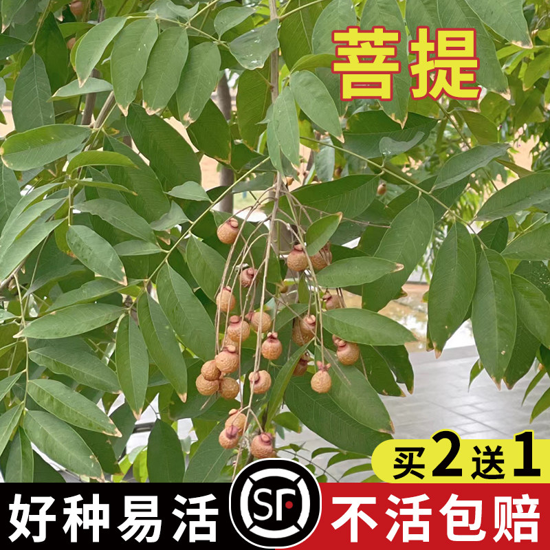 新采收 菩提种子 正宗菩提树种子 金刚菩提树种子 林木种子