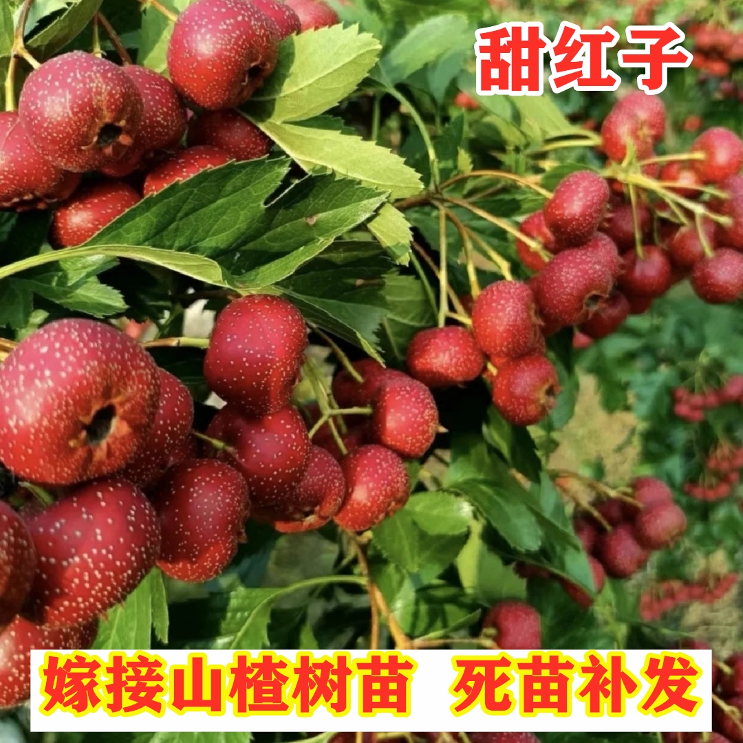 嫁接甜红子山楂树活苗特大山楂果树南方北方种植盆栽地栽当年结果