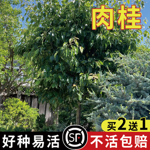 肉桂种子桂皮树苗种子树广东广西桂皮树苗桂核