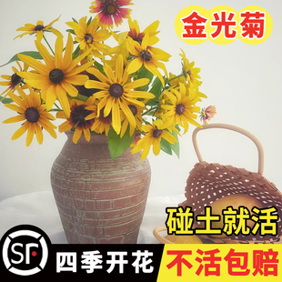 黑心金光菊花籽100粒黑眼多年生宿根盆栽春秋播苏珊假向日葵种子