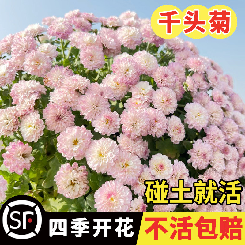 千头菊花籽菊花球菊小雏菊盆栽秋冬易活糖果千头菊种子花种籽子