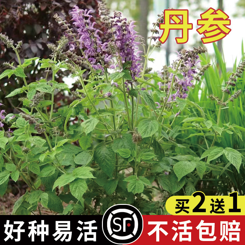 材丹参种籽新鲜红丹参苗幼苗春四季种植苗子野生特级丹参种子