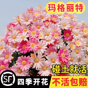 玛格丽特花种子盆栽四季开花易爆盆室内外小雏菊花卉种籽庭院阳台