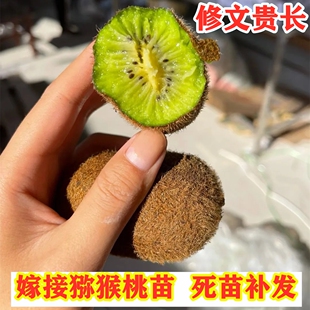 修文贵长猕猴桃树苗南方北方种植绿心奇异果盆栽地栽果苗当年结果