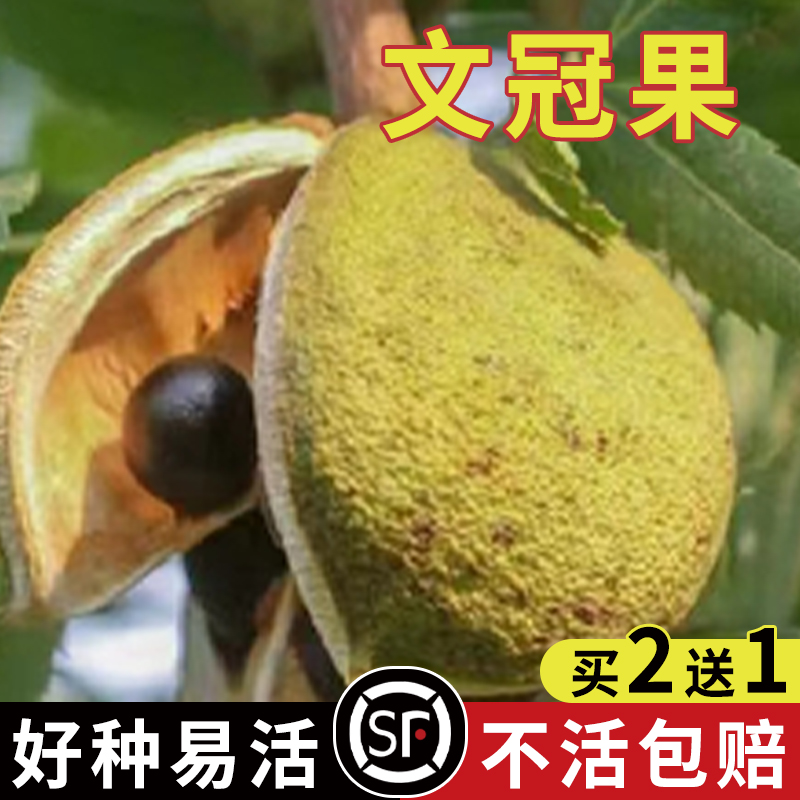 耐寒文冠果种子 食用油树 榨油 北方文冠果树种 文冠树经济树种