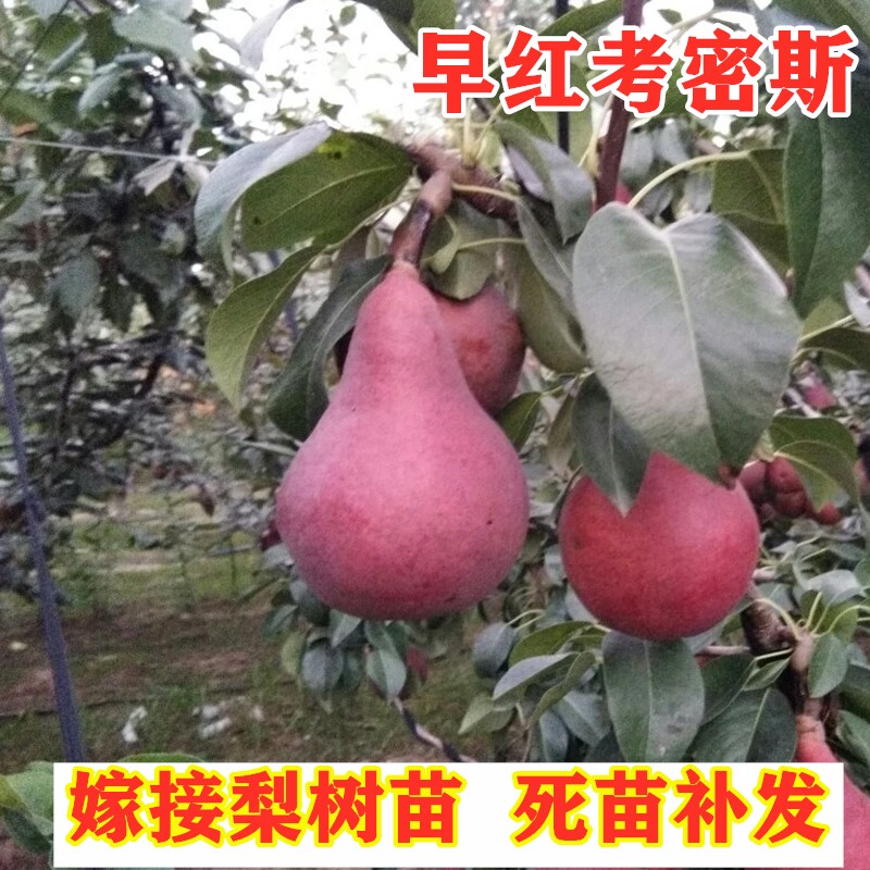 嫁接早红考密斯梨树苗南方北方种植西洋红啤梨苗全红梨树盆栽地栽