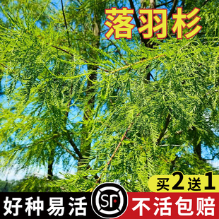 新采落雨杉种子绿化造林落羽杉种子水杉树种子