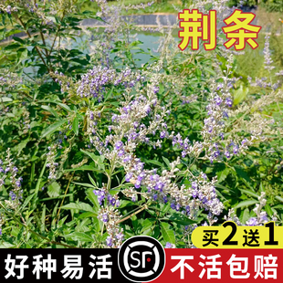 新黄荆条种子蜜源植物荆条树种子荆条花种子杜荆柴黄金子灌木