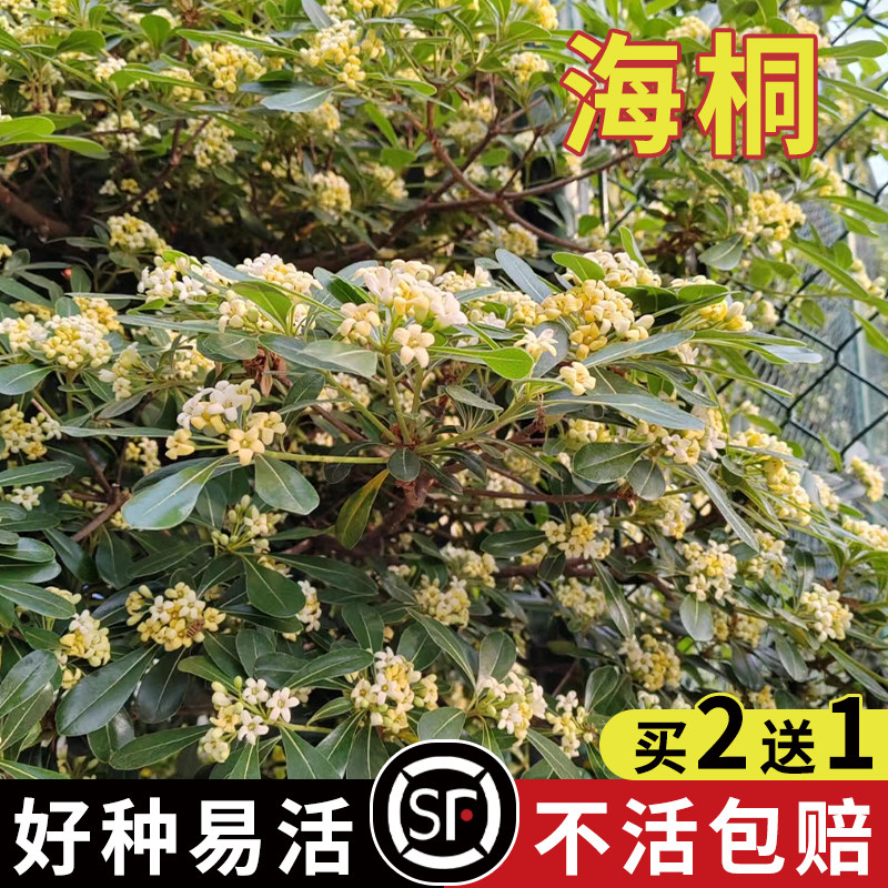 优质林木种子 花卉种子 海桐种子 苗木种子 海桐球种子净种子