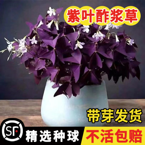 紫叶炸酱草种球四季多年生