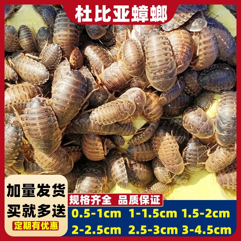 杜比亚蟑螂活虫幼体繁殖组活体饲料蜥蜴守宫龟龙鱼蟋蟀免邮包邮