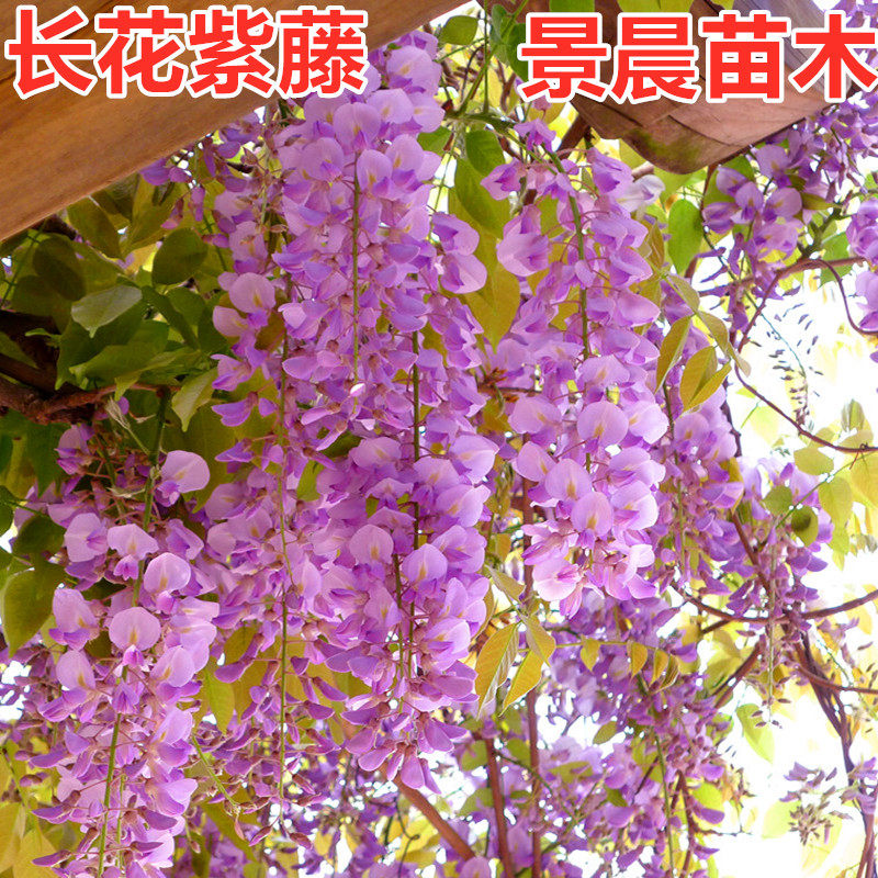 多花紫藤树苗盆栽地栽庭院围墙攀援爬藤植物花卉紫藤花苗四季开花