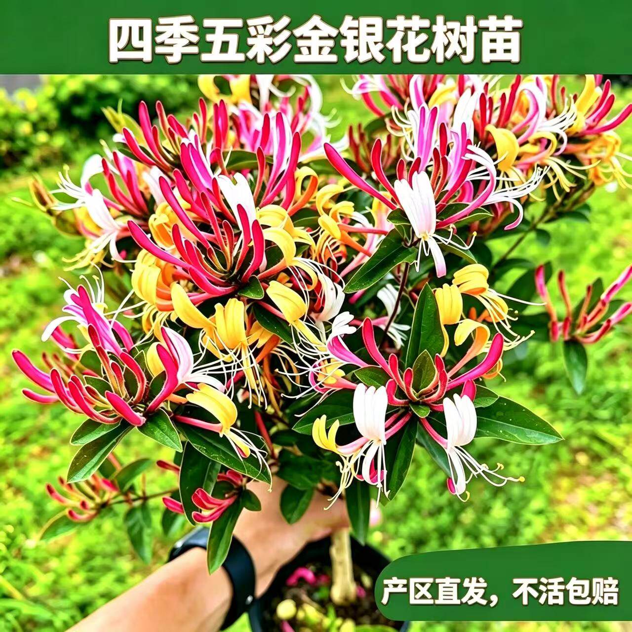 四季五彩金银花树苗食用药用盆栽