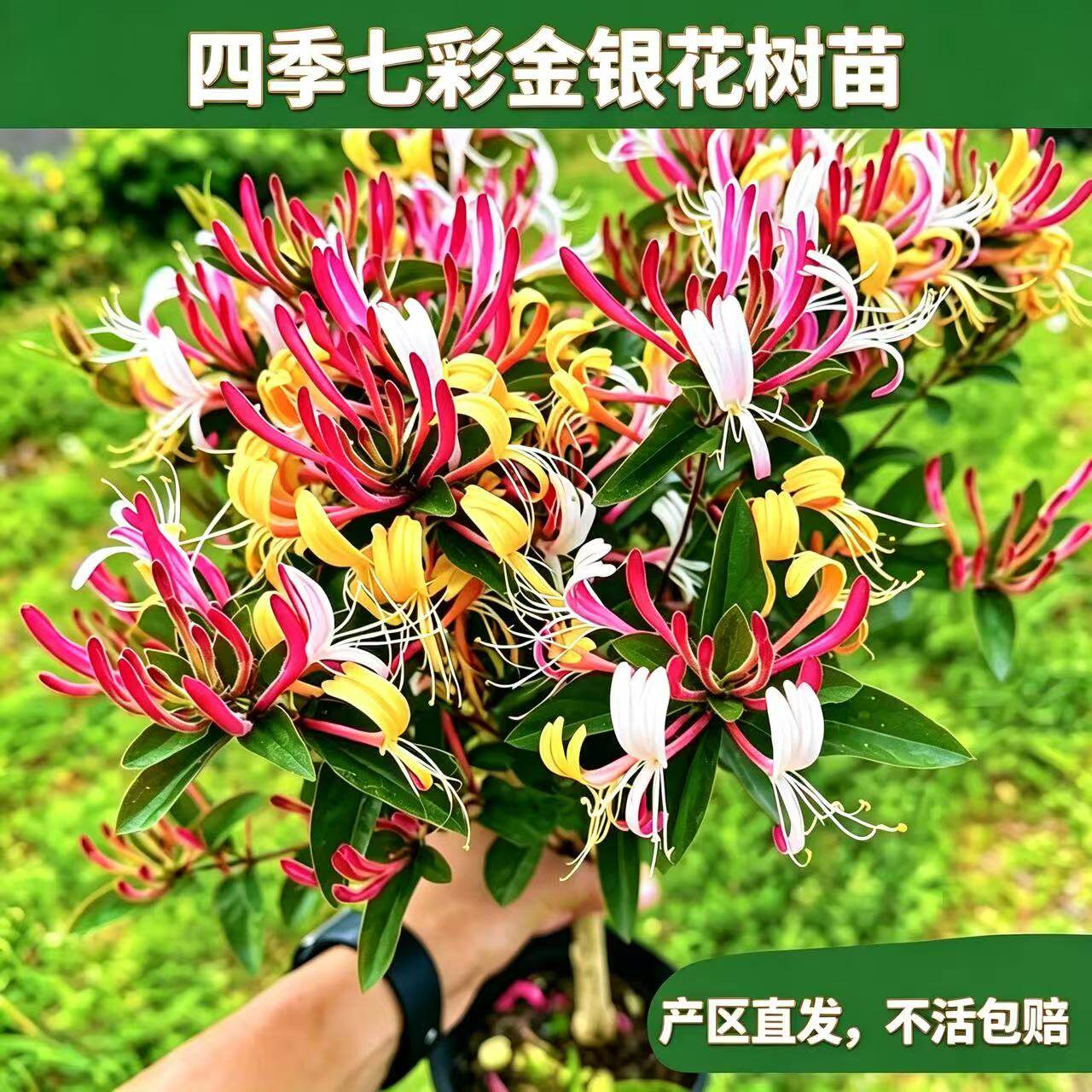 四季七彩金银花树苗食用药用盆栽