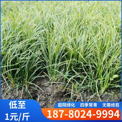 矮麦冬草庭院造景观赏