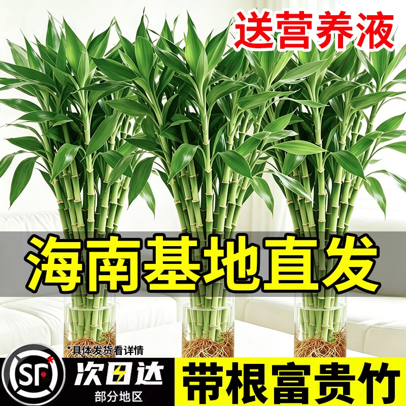 带根富贵竹水培好养植物海南发水养客厅粗竹花卉盆栽栽绿植萝室内