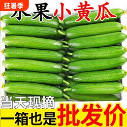 山东寿光水果黄瓜新鲜生吃当季现摘无刺小黄瓜脆甜小青瓜整箱包邮