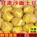 正宗甘肃定西土豆沙地黄皮黄心沙面粉糯新鲜2025现挖蔬菜整箱批发