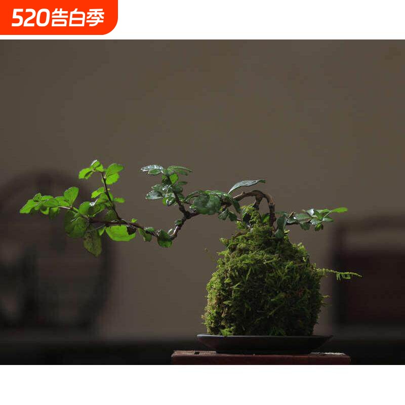 福建茶绿植室内树桩盆景客厅悬崖造型小黄杨盆栽老桩四季常青苔藓