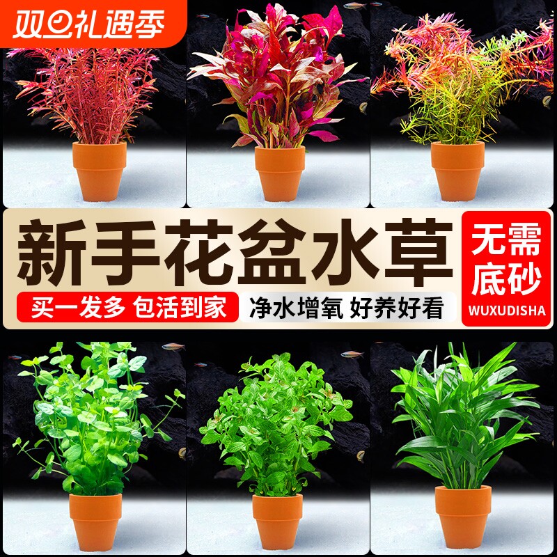 水培植物小花盆鱼缸水草造景专用蜈蚣草升级真草阴性净水定植水草