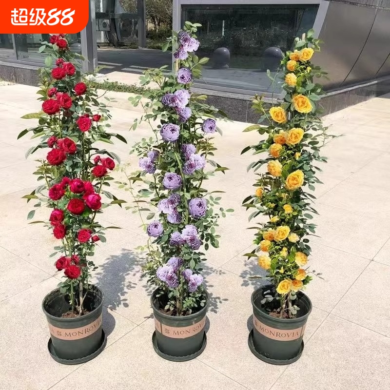 1米6藤本月季蔷薇花苗爬藤绿植物四季开花卉盆栽月季花小苗庭院