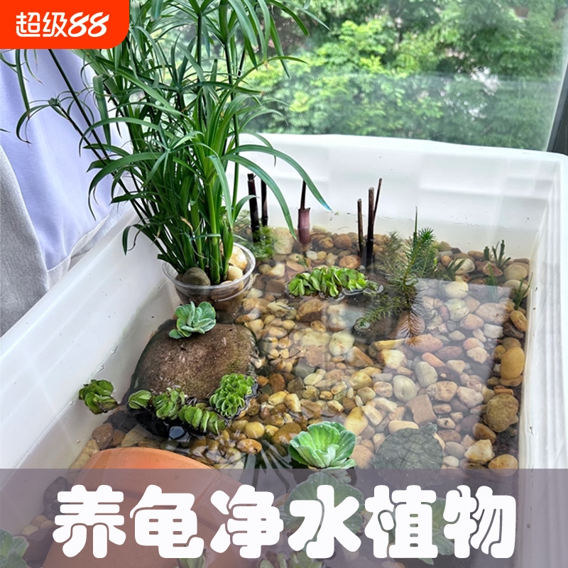 水竹菖蒲紫芋苗沼泽过滤挺水植物