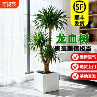 龙血树客厅绿植多头龙须树龙铁树客厅绿植室内大型龙血树植物盆栽