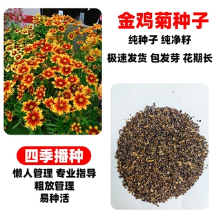 金鸡菊种子多年生大花金钱菊花籽盆栽四季易活景观绿化花卉种籽孑