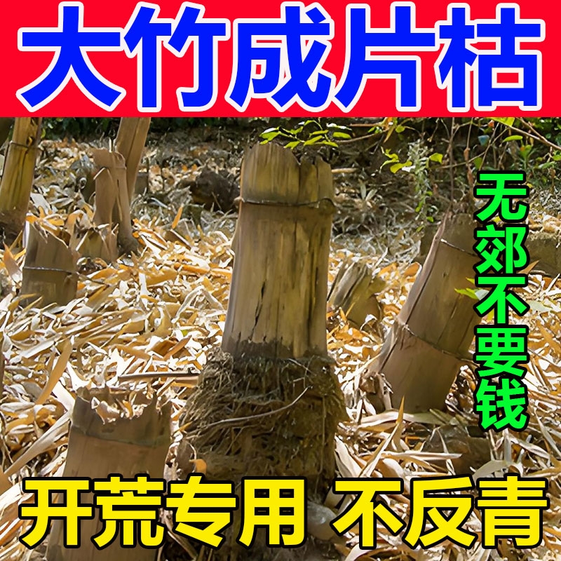 除烂根竹子专用成片枯