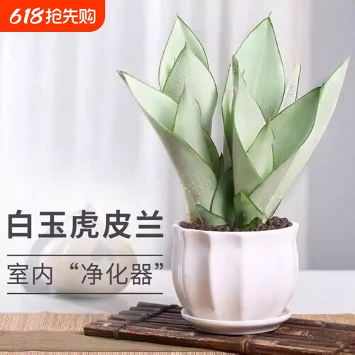 白玉虎皮兰室内办公室桌面绿植好养虎尾兰小盆栽植物净化空气客厅