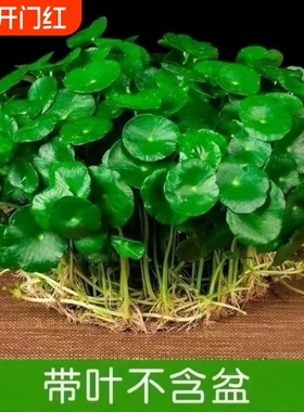 铜钱草水培植物室内盆栽客厅桌面金钱草水养植物好养花卉绿植土培