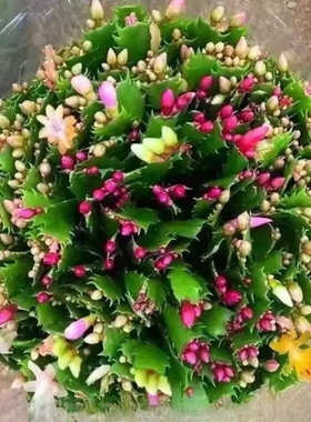 蟹爪兰带花苞新品好养活盆栽精品花卉家养多肉阳台绿植开花老桩