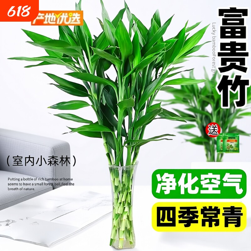 富贵竹水培植物客厅花卉绿植盆栽招财竹室内文昌竹带根转运竹