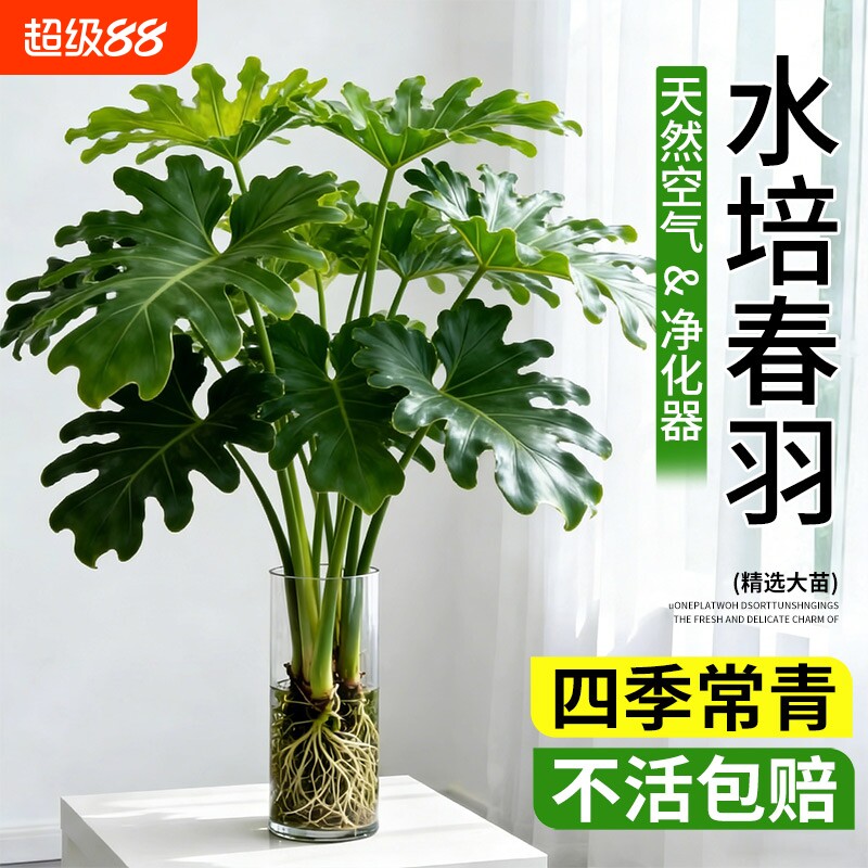 春羽水培植物室内盆栽客厅办公室桌面绿植花卉大叶龟背竹水养家里