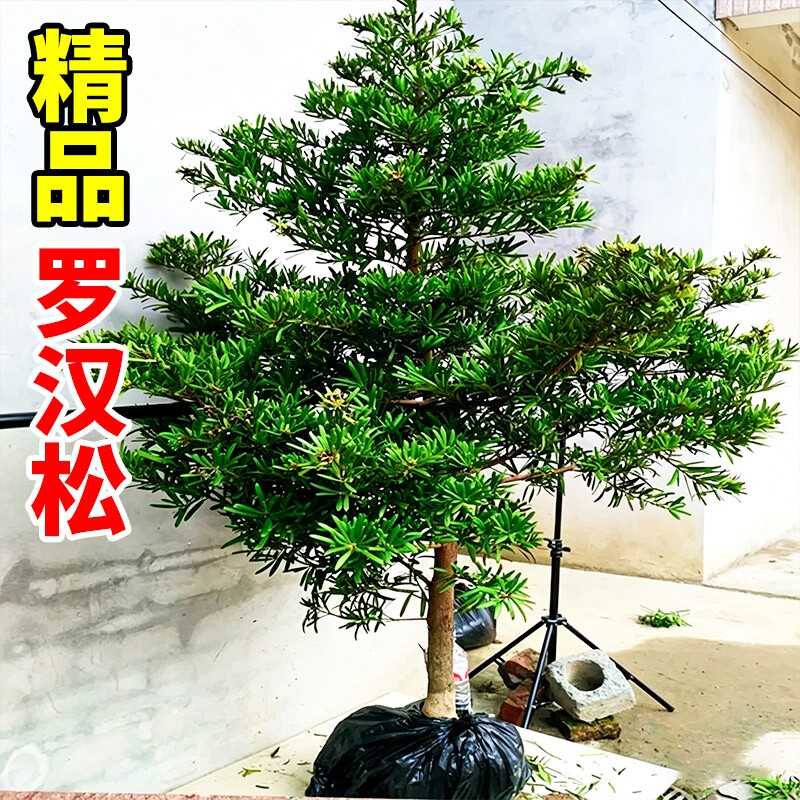 罗汉松树苗大树老树桩庭院别墅盆栽盆景造型大树种雀舌米叶迎客松
