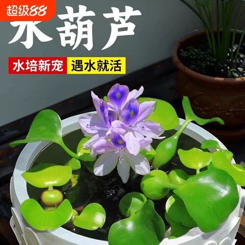 水葫芦浮萍水草植物鱼缸龟缸造景