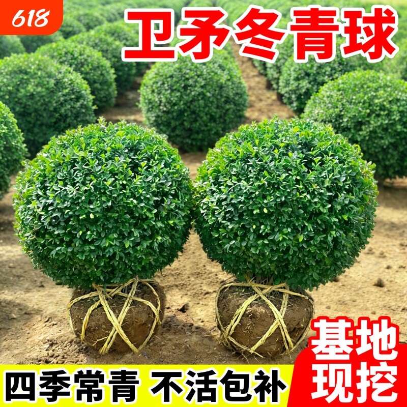 卫矛球树苗庭院耐寒四季常青绿化风景树篱笆墙植物卫矛冬青球小苗