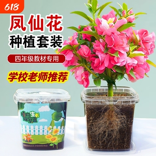 凤仙花种子四季小学生科学实验观察儿童种植小盆栽四年级植物种子