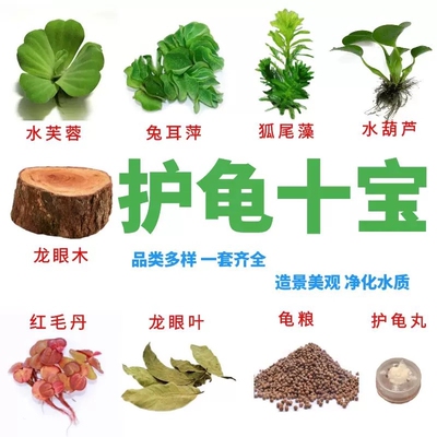 乌龟缸晒台造景装饰龙眼木龟缸水植增氧调节水质水草套餐净水淡水